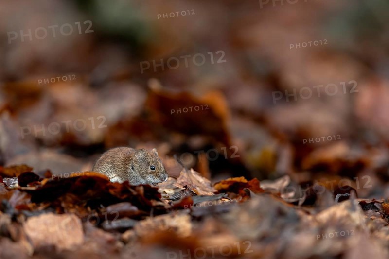 The bank vole (Myodes glareolus) with its reddish-brown fur is well camouflaged among the orange beech leaves, vector, hantavirus, Germany