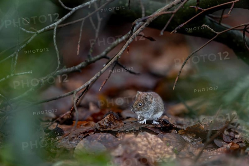 Red-backed vole (Myodes glareolus) searches for food among the foliage, the branches offer it some protection from aerial predators, vector, hantavirus, Germany