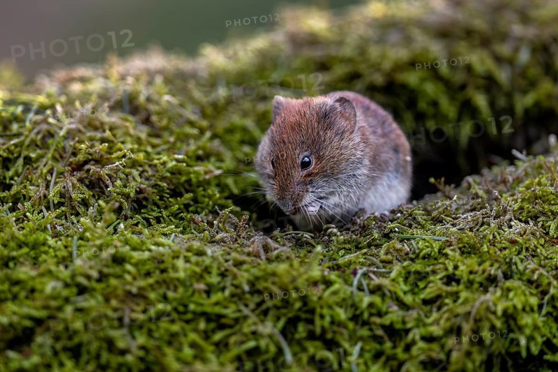 A bank vole (Myodes glareolus) eats the food offered directly on the branch, vector, hantavirus, Germany