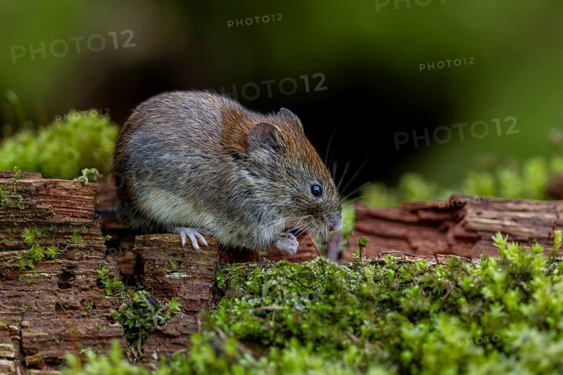 It is amazing how trusting the bank voles (Myodes glareolus) become at the feeding place, they walk around between your feet and even sit on your shoes to eat, carrier, hantavirus, Germany
