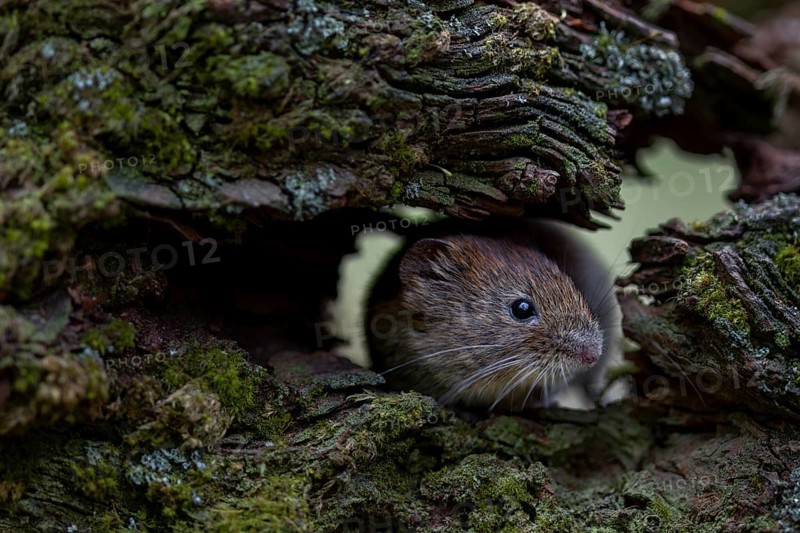 The bank vole (Myodes glareolus) looks curiously out of a tree root, vector, hantavirus, Germany