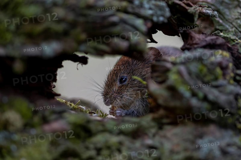 Under the protection of a tree root, a bank vole (Myodes glareolus) savours the food on offer, vector, hantavirus, Germany