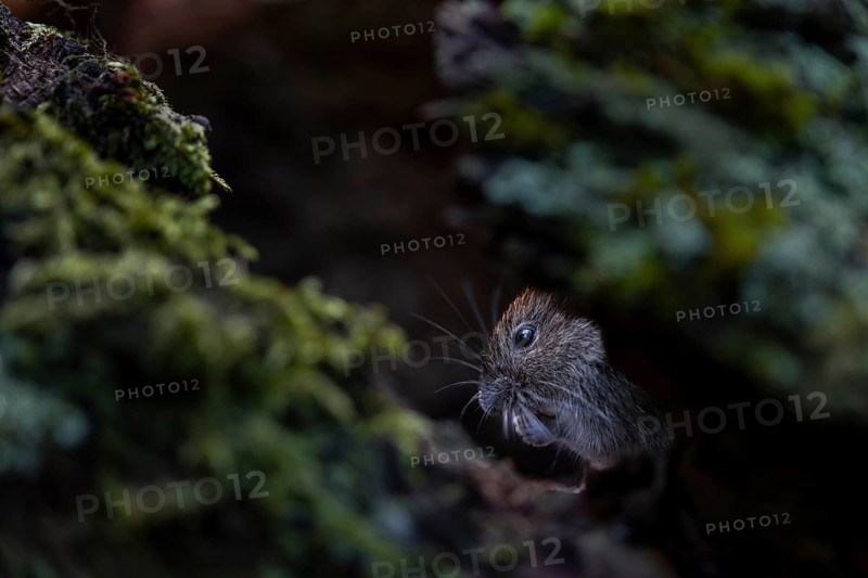 In the root network, the bank vole (Myodes glareolus) is well protected from aerial predators, vector, hantavirus, Germany