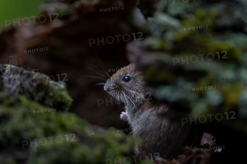 A bank vole (Myodes glareolus) searches for food in a tree root, it is also called forest vole, vector, hantavirus, Germany
