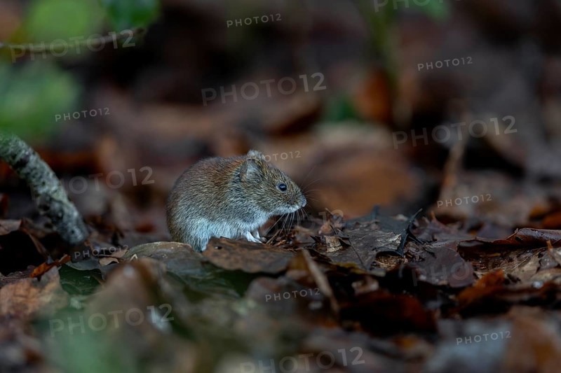 The bank vole (Myodes glareolus) waits motionless in the same place for a few seconds before scurrying off to feed, vector, hantavirus, Germany