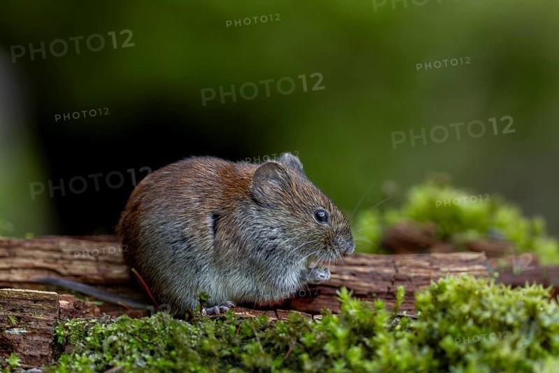The feeding area, which was only created for small rodents, is perfectly accepted by the bank voles (Myodes glareolus), vector, hantavirus, Germany