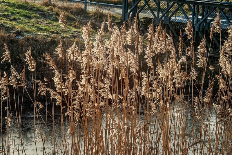 Common reed (Phragmites communis) at a creek in winter in Ystad municipality, Skåne county, Sweden, Scandinavia