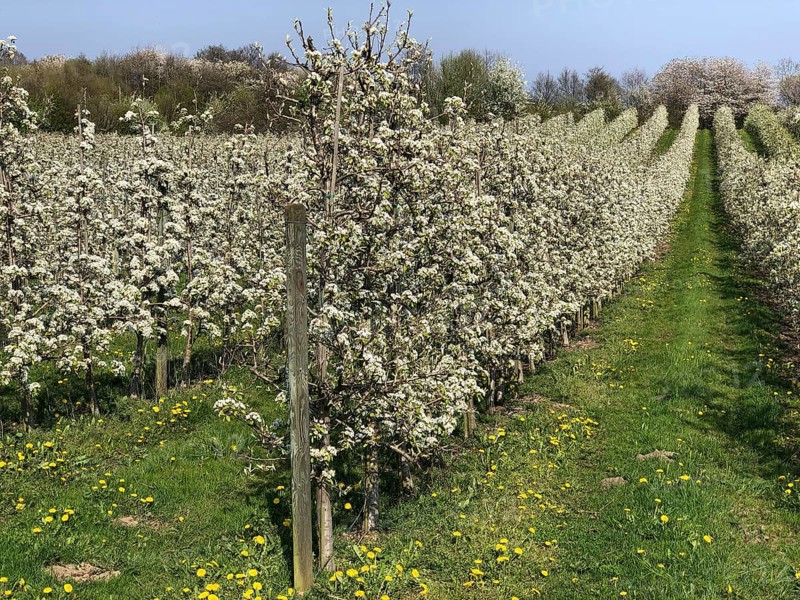 Flowering apple tree in orchard in Kivik, Simrishamn municipality, Skåne County, Sweden, Scandinavia