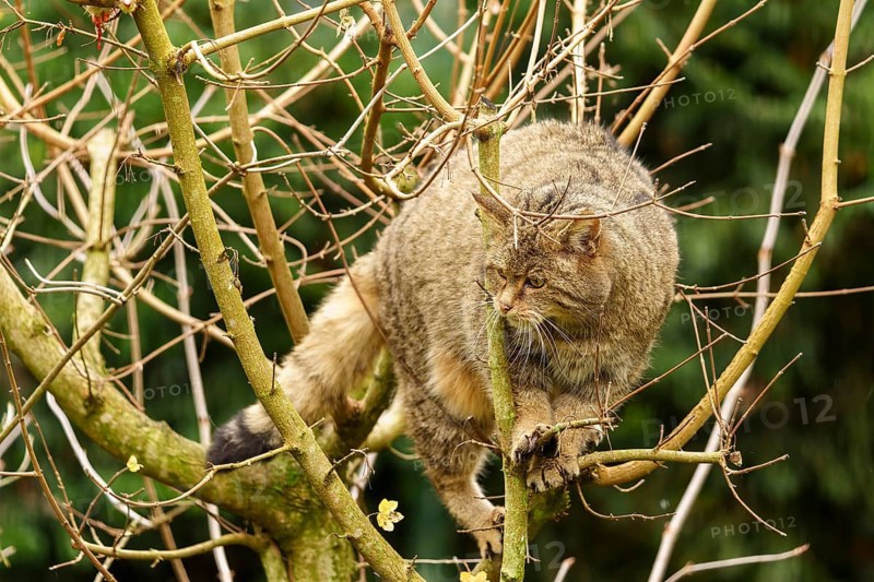 A cat moves carefully on the branches of a tree, wild cat (Felis silvestris), Germany