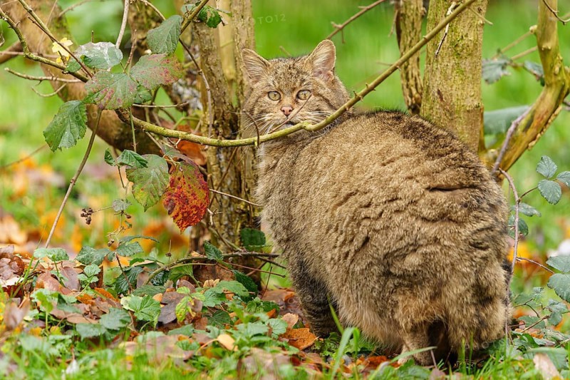 A brown cat sits between trees on leaves and looks attentively, wild cat (Felis silvestris), Germany