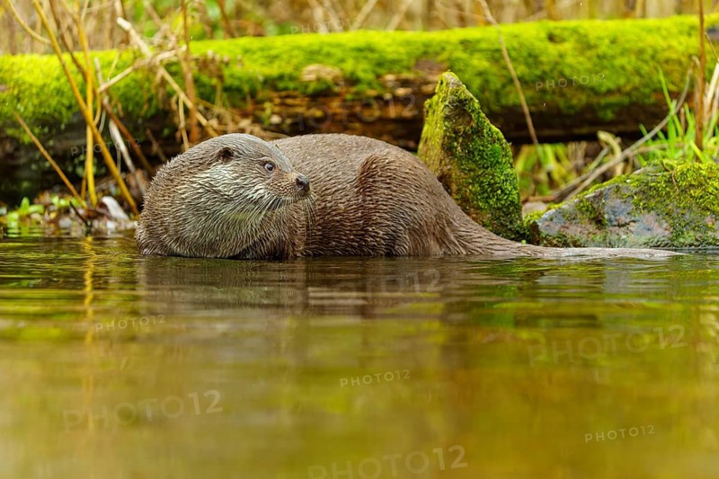 An otter swimming in a river, surrounded by moss-covered tree trunks in a natural environment, European otter (Lutra lutra), Germany