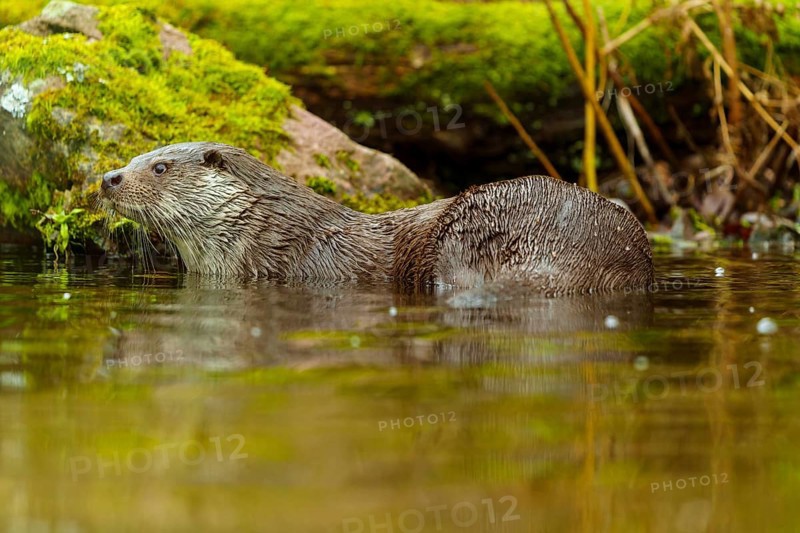 An otter swims gently through the water, surrounded by mossy landscape elements, European otter (Lutra lutra), Germany