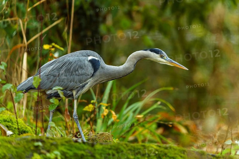 A grey heron moves through a green forest scene, surrounded by moss and plants, Grey heron, (Ardea cinerea), wildlife, Germany