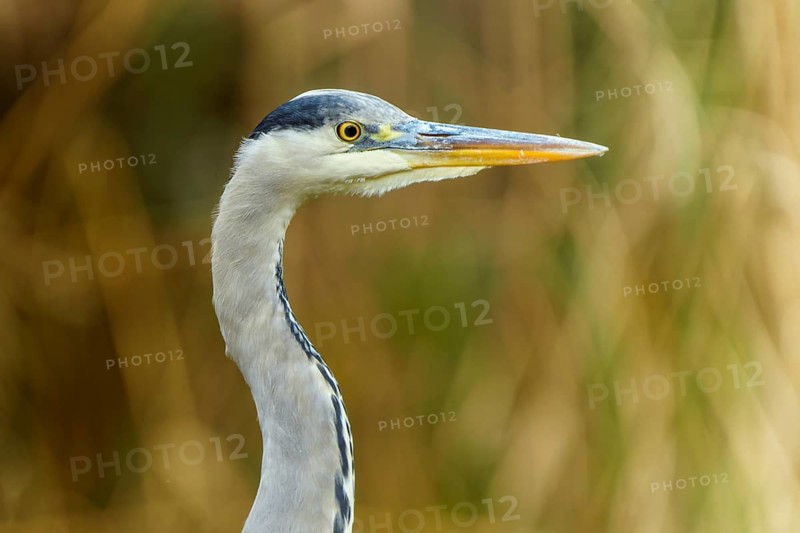 Close-up of a grey heron with sharp, focused gaze and long beak, grey heron, (Ardea cinerea), wildlife, Germany