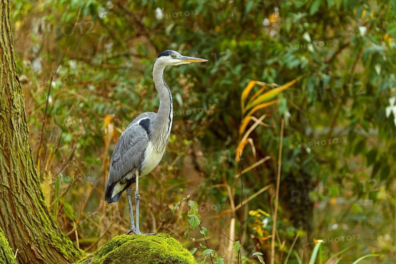 A grey heron stands majestically on a mossy tree trunk in front of a forest background, Grey heron, (Ardea cinerea), wildlife, Germany