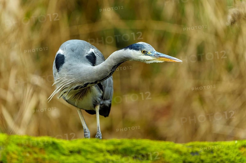 A grey heron stands on a moss-covered field, surrounded by a blurred background, Grey heron, (Ardea cinerea), wildlife, Germany