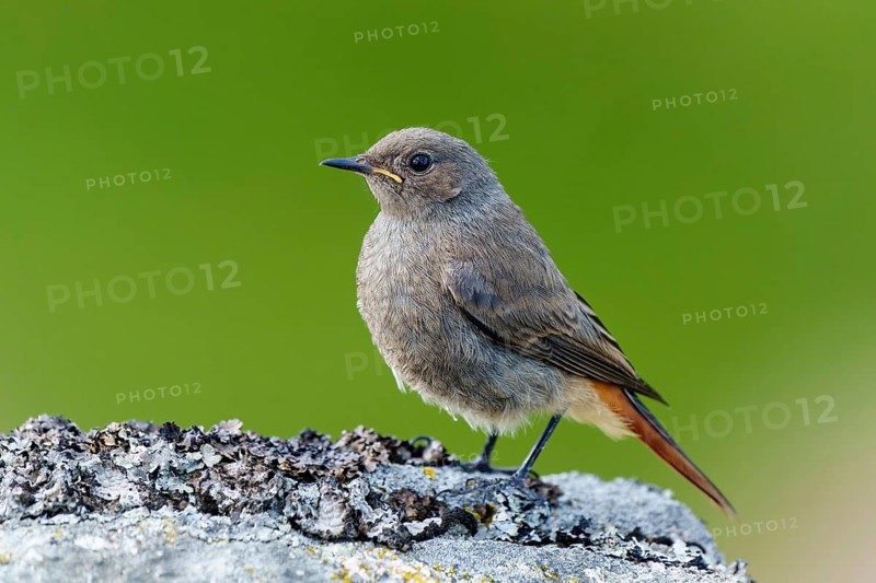 A small brown bird on a lichen-covered stone against a green background, black redstart (Phoenicurus ochruros), wildlife, Vosges, France
