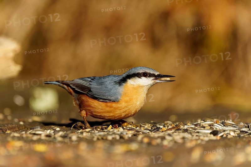 A bird sitting on the ground eating seeds, surrounded by a natural environment, Nuthatch (Sitta europaea), wildlife, Germany