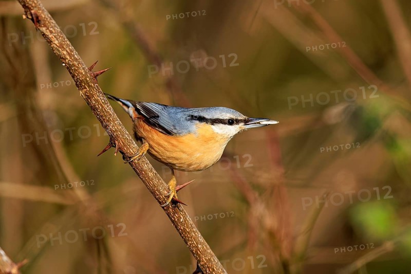 A bird sits attentively on a thorny branch, surrounded by natural colours, Nuthatch (Sitta europaea), wildlife, Germany