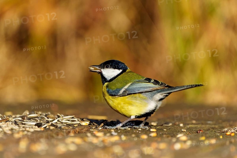 A bird stands on the ground and eats grains in front of a blurred, autumnal background, Great Tit, (Parus major), wildlife, Germany