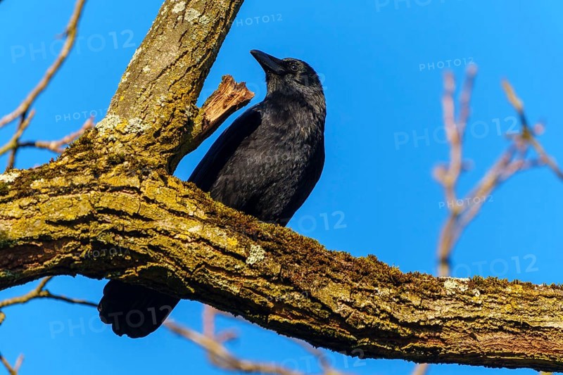 A crow sitting on a branch against a clear blue sky, Corvus corone wildlife, Germany