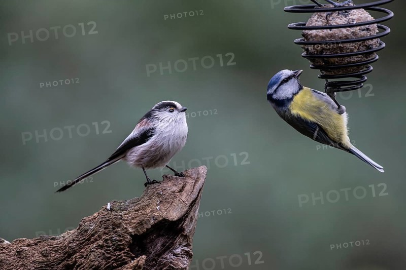 Long-tailed Tit (Aegithalos caudatus) and Blue Tit (Parus caerulea), Emsland, Lower Saxony, Germany