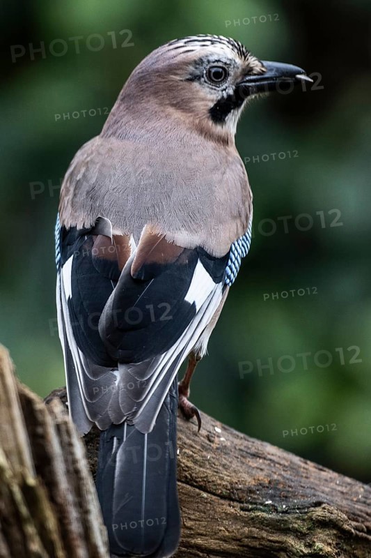 Eurasian jay (Garrulus glandarius), Emsland, Lower Saxony, Germany