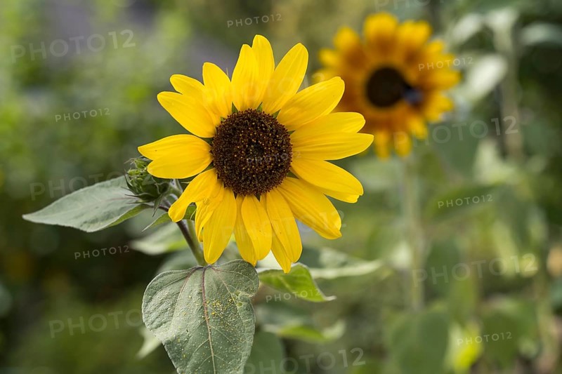 Flowering sunflower (Helianthus annuus) Bavaria, Germany
