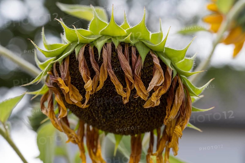 Single faded sunflower (Helianthus annuus) Bavaria, Germany