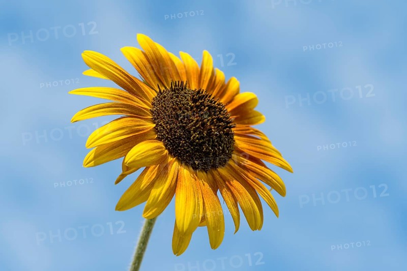Single flowering sunflower (Helianthus annuus) in front of a blue sky, Bavaria, Germany