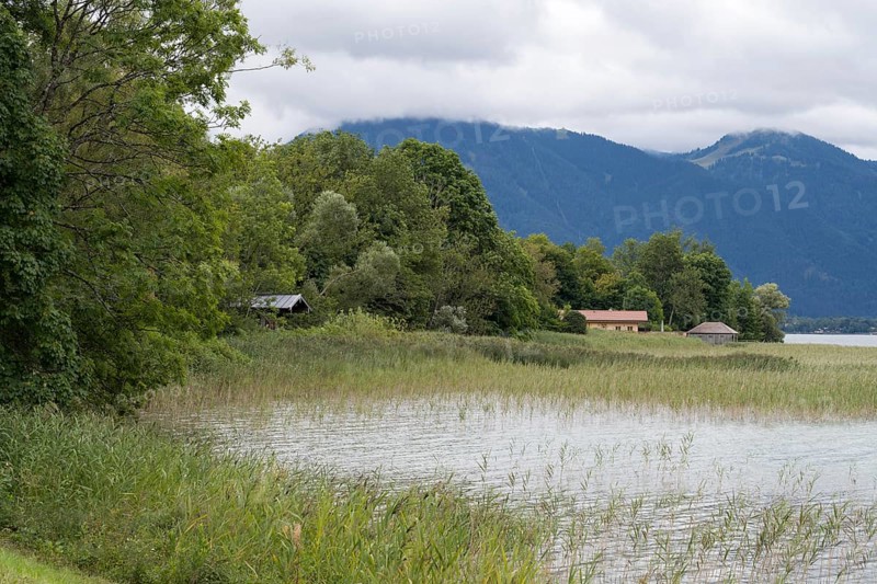 Banks of Tegernsee, reed grass, forest and boathouses on the lake, Gmund, Tegernsee, Upper Bavaria, Bavaria, Germany