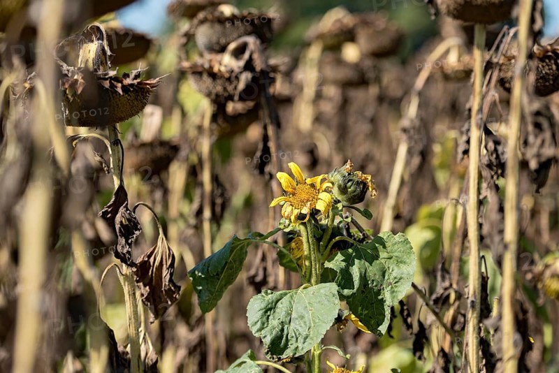 Sunflower field, brown withered sunflowers (Helianthus annuus), including a single young plant dying in the inflorescence, heat, lack of water, drought, climate change, Anzing, Upper Bavaria, Bavaria, Germany