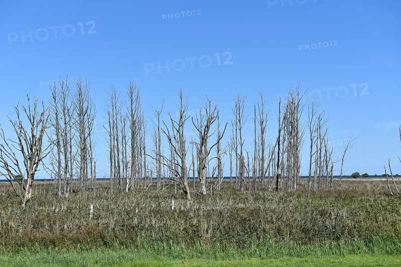 Dead wood in the salt marshes at Pramort on the Darß, Mecklenburg-Western Pomerania, Germany