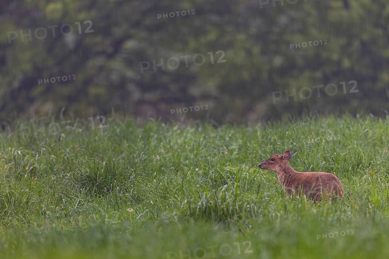 A female Chinese muntjac (Muntiacus reevesi) foraging in the pouring rain, Neozoen, Germany