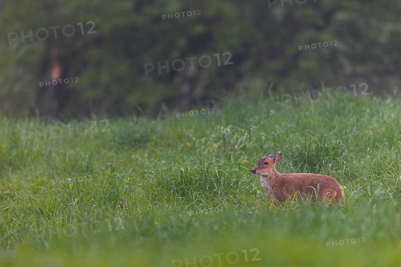 A female Chinese muntjac (Muntiacus reevesi) in the pouring rain in a meadow, Neozoen, Germany