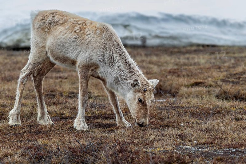 The new antlers of the reindeer cow (Rangifer tarandus) are just starting to grow, snow, winter, cold, Sweden
