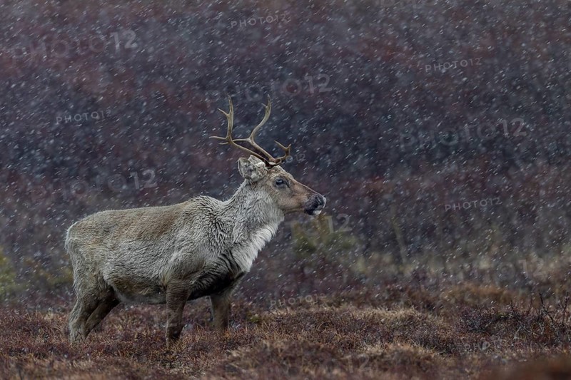 The reindeer cow (Rangifer tarandus) is also used to sudden snowfall in spring and summer, snowfall, snow, winter, cold, Sweden