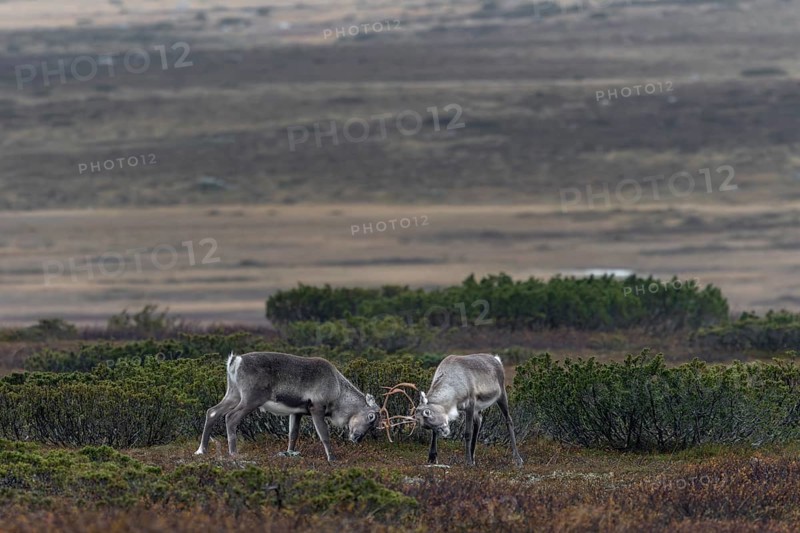 Two young reindeer bulls (Rangifer tarandus) measure their strength in a playful fight, ranking, rival, opponent, Sweden