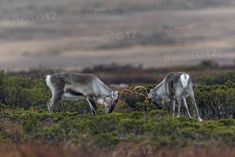 The young reindeer bulls (Rangifer tarandus) start practising early for the rutting fights, ranking, rival, opponent, Sweden
