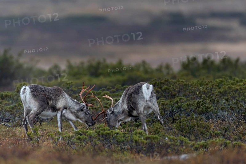 In a few years, the young reindeer bulls (Rangifer tarandus) will benefit from their practice in real rutting fights, ranking, rival, opponent, Sweden