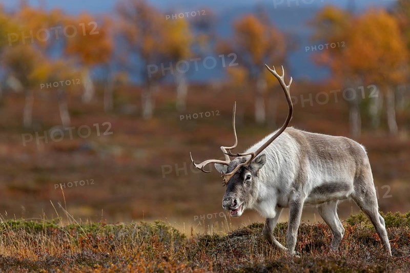 A reindeer bull (Rangifer tarandus) against the breathtaking backdrop of the autumn tundra, rutting season, mating season, autumn, Sweden