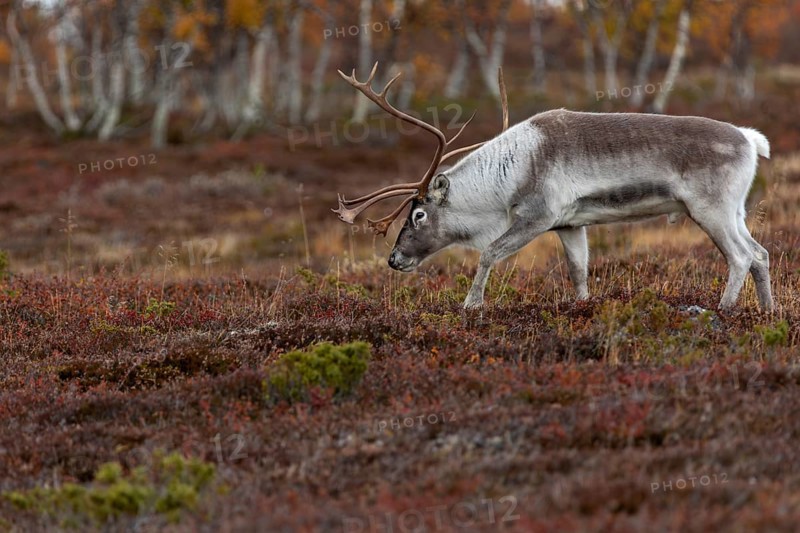 The scent of a female gives the reindeer bull (Rangifer tarandus) pause, rutting season, mating season, autumn, Sweden