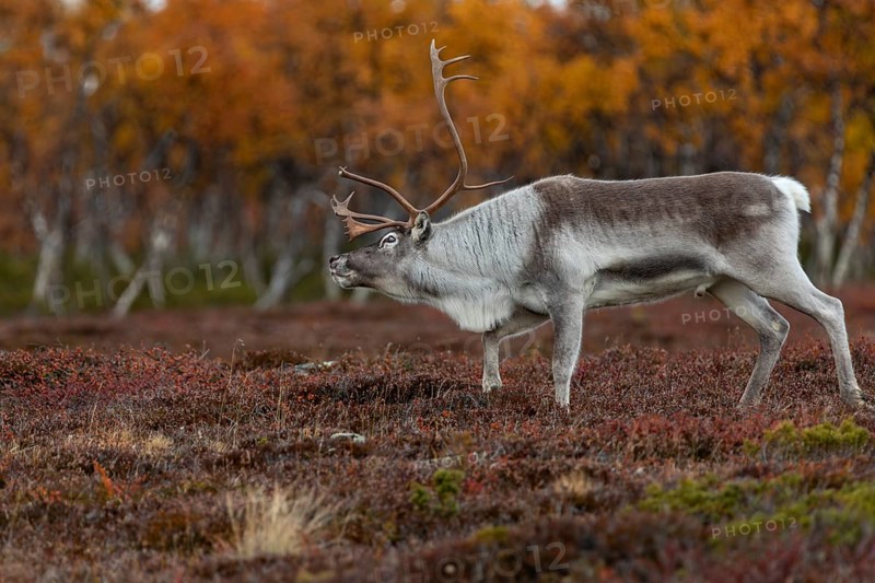 The reindeer bull (Rangifer tarandus) follows his herd roaring, rutting season, mating season, autumn, Sweden
