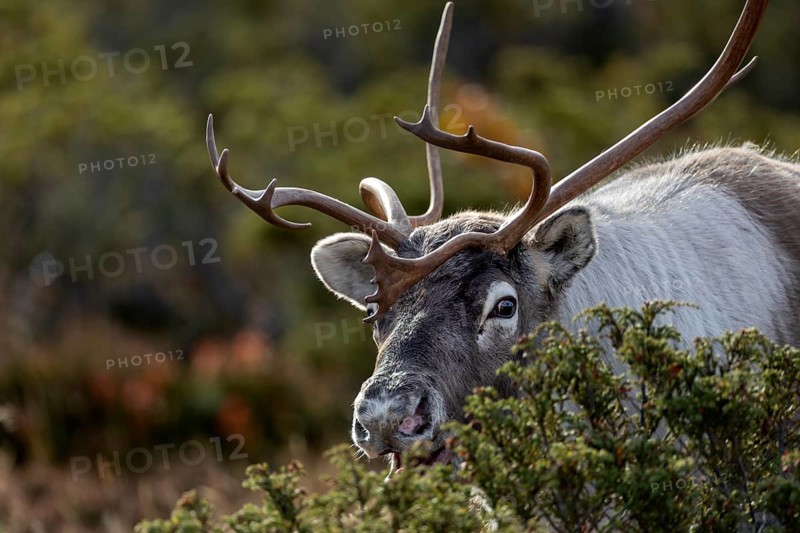 Portrait of reindeer bull (Rangifer tarandus) in rut, rutting season, mating season, autumn, Sweden