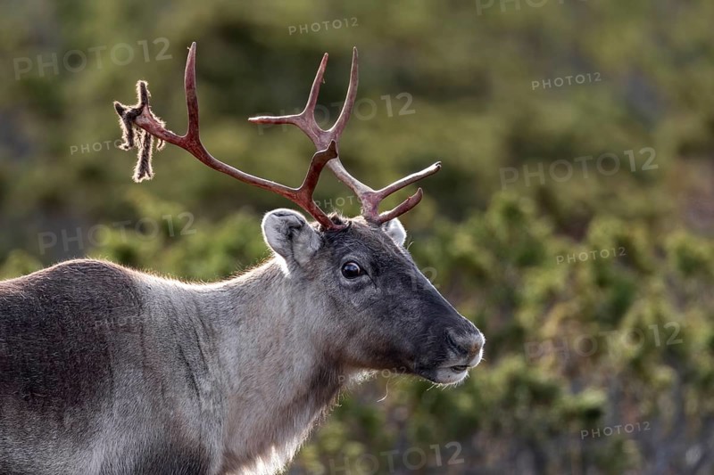 Portrait of a reindeer cow (Rangifer tarandus), rutting season, mating season, autumn, Sweden