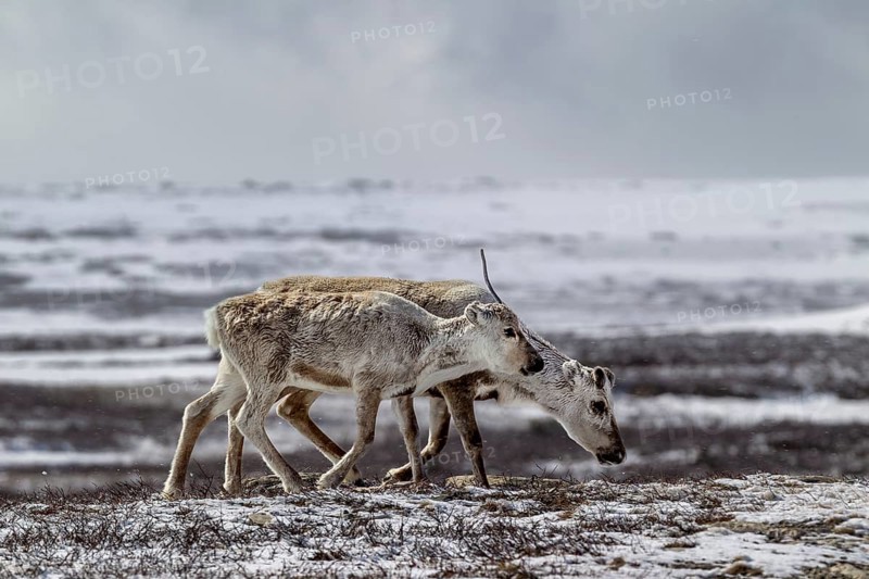 A reindeer cow (Rangifer tarandus) walks across the snow-covered tundra with her last year's calf, snow, winter, cold, Sweden
