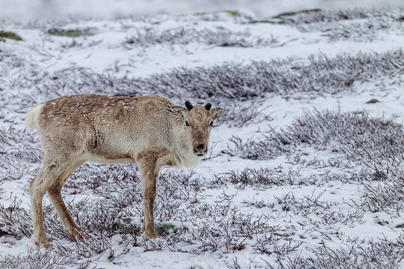 Despite the snow, the reindeer cow (Rangifer tarandus) finds enough food, snowfall, snow, winter, cold, Sweden