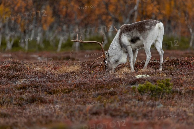 The scents contained in a female's urine seem to be of great interest to the reindeer bull (Rangifer tarandus), rutting season, mating season, autumn, Sweden