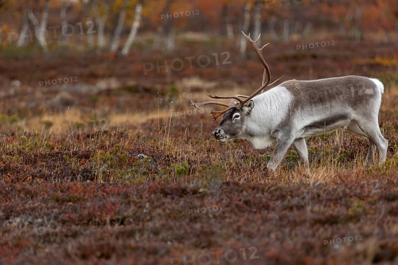 The reindeer bull (Rangifer tarandus) follows his herd with bowed head, rutting season, mating season, autumn, Sweden