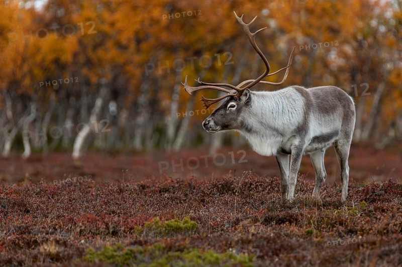 The reindeer bull (Rangifer tarandus) watches his herd relaxed, rutting season, mating season, autumn, Sweden